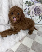 Royce, a male Miniature Goldendoodle for sale in Glen Allen, VA – 6 of 10
