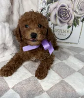 Muffin, a female Miniature Goldendoodle for sale in Glen Allen, VA – 10 of 10