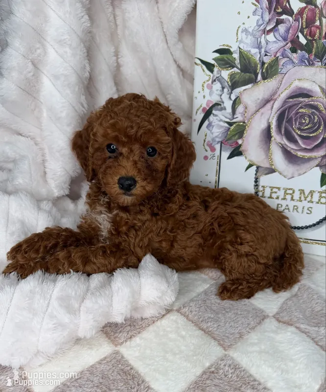 Royce – Miniature Goldendoodle puppy for sale in Glen Allen, VA