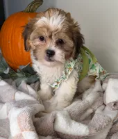 Clover, a female Maltipoo for sale in Glen Allen, VA – 4 of 5