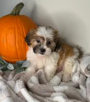 Winston, a male Maltipoo for sale in Glen Allen, VA – 2 of 5