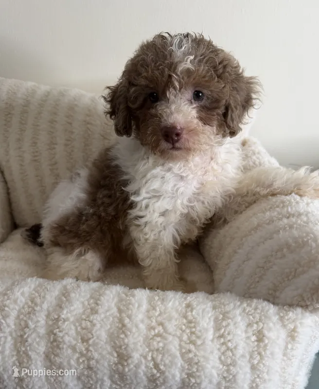Chase 💙 | Male Toy Poodle – Poodle - Toy  puppy for sale in Glen Allen, VA
