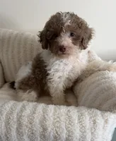 Chase 💙 | Male Toy Poodle, a male Poodle - Toy  for sale in Glen Allen, VA – 1 of 5