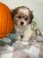 Clover, a female Maltipoo for sale in Glen Allen, VA – 2 of 5