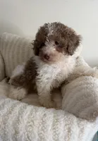 Chase 💙 | Male Toy Poodle, a male Poodle - Toy  for sale in Glen Allen, VA – 4 of 5