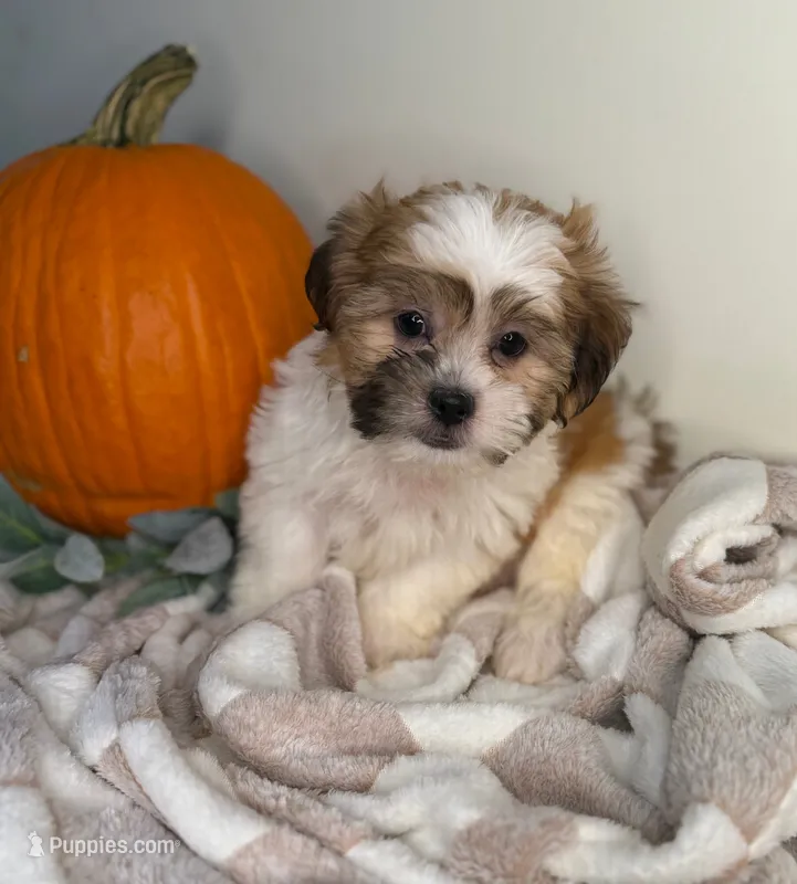 Winston – Maltipoo puppy for sale in Glen Allen, VA