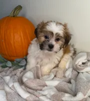 Winston, a male Maltipoo for sale in Glen Allen, VA – 1 of 5