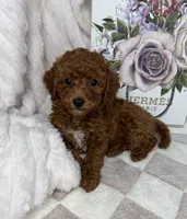 Royce, a male Miniature Goldendoodle for sale in Glen Allen, VA – 4 of 10