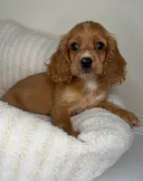 Winnie, a male Cocker Spaniel for sale in Glen Allen, VA – 3 of 6