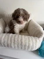 Chase 💙 | Male Toy Poodle, a male Poodle - Toy  for sale in Glen Allen, VA – 5 of 5