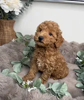 Honey 🍯 | Female Goldendoodle Puppy, a female Miniature Goldendoodle for sale in Glen Allen, VA – 3 of 4