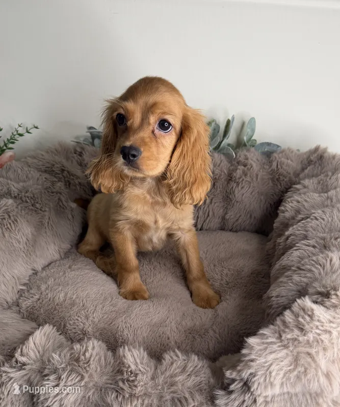 “Honey” Female Cocker Spaniel Puppy  – Cocker Spaniel puppy for sale in Glen Allen, VA