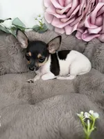 “Saint” Male Chihuahua, a male Chihuahua for sale in Glen Allen, VA – 8 of 8