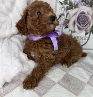 Muffin, a female Miniature Goldendoodle for sale in Glen Allen, VA – 3 of 10