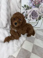 Royce, a male Miniature Goldendoodle for sale in Glen Allen, VA – 3 of 10