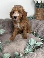 Delilah Female Cockapoo Puppy, a female Cockapoo for sale in Glen Allen, VA – 2 of 5