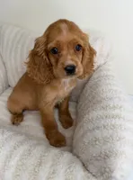 Winnie, a male Cocker Spaniel for sale in Glen Allen, VA – 2 of 6