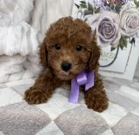 Muffin, a female Miniature Goldendoodle for sale in Glen Allen, VA – 8 of 10