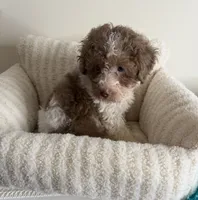 Chase 💙 | Male Toy Poodle, a male Poodle - Toy  for sale in Glen Allen, VA – 3 of 5