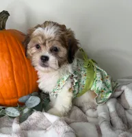 Clover, a female Maltipoo for sale in Glen Allen, VA – 5 of 5