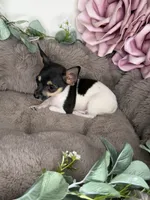 “Saint” Male Chihuahua, a male Chihuahua for sale in Glen Allen, VA – 3 of 8