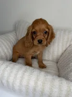 “Honey” Female Cocker Spaniel Puppy , a female Cocker Spaniel for sale in Glen Allen, VA – 4 of 5