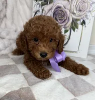 Muffin, a female Miniature Goldendoodle for sale in Glen Allen, VA – 6 of 10