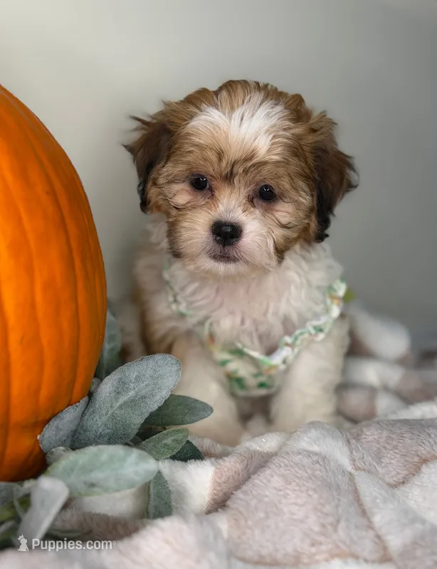 Clover – Maltipoo puppy for sale in Glen Allen, VA