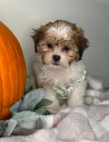 Clover, a female Maltipoo for sale in Glen Allen, VA – 1 of 5