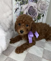 Muffin, a female Miniature Goldendoodle for sale in Glen Allen, VA – 4 of 10