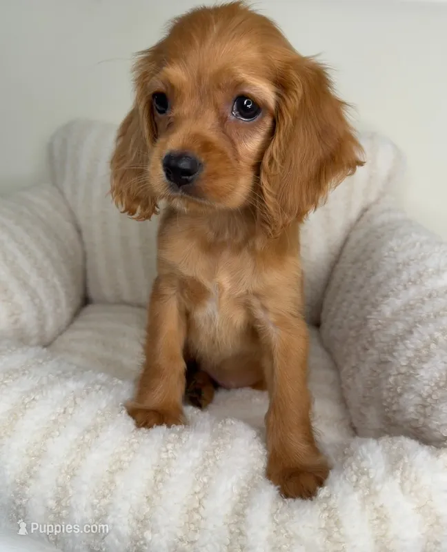 “Honey” Female Cocker Spaniel Puppy  – Cocker Spaniel puppy for sale in Glen Allen, VA