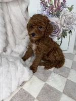 Royce, a male Miniature Goldendoodle for sale in Glen Allen, VA – 8 of 10