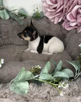 “Saint” Male Chihuahua, a male Chihuahua for sale in Glen Allen, VA – 5 of 8