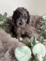 Meet Apollo, a male Poodle - Toy  for sale in Glen Allen, VA – 3 of 3