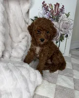 Royce, a male Miniature Goldendoodle for sale in Glen Allen, VA – 2 of 10