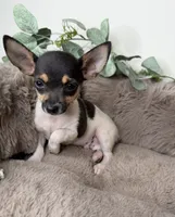 “Saint” Male Chihuahua, a male Chihuahua for sale in Glen Allen, VA – 2 of 8