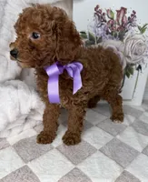 Muffin, a female Miniature Goldendoodle for sale in Glen Allen, VA – 2 of 10