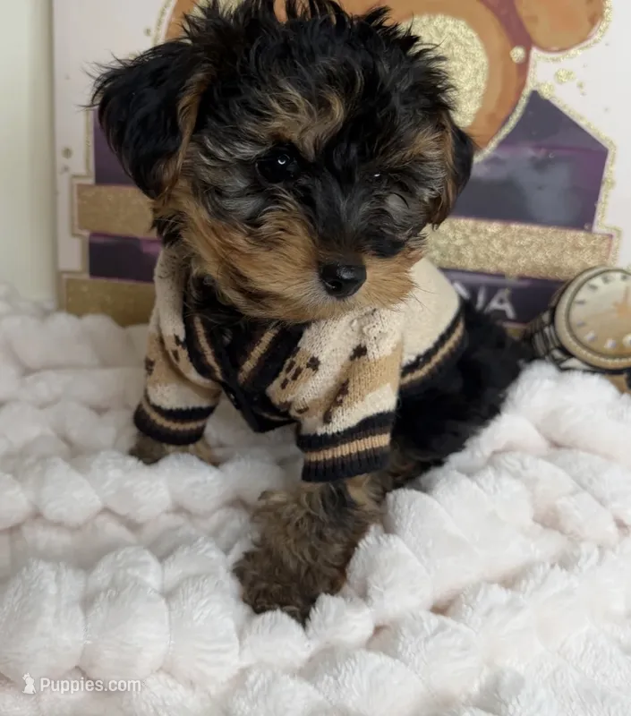 Kensington ✨Male Yorkiepoo – Yorkipoo puppy for sale in Glen Allen, VA