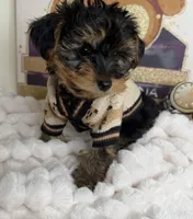 Kensington ✨Male Yorkiepoo, a male Yorkipoo for sale in Glen Allen, VA – 1 of 1