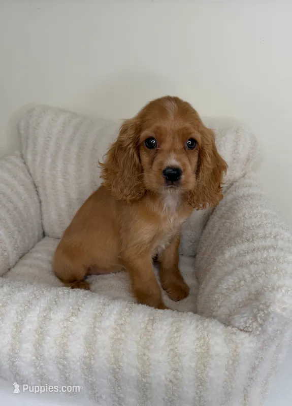 Winnie – Cocker Spaniel puppy for sale in Glen Allen, VA