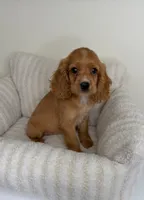 Winnie, a male Cocker Spaniel for sale in Glen Allen, VA – 1 of 6