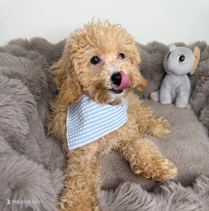 Biscuit – Cavapoo puppy for sale in Glen Allen, VA
