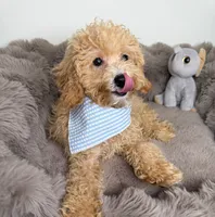 Biscuit, a male Cavapoo for sale in Glen Allen, VA – 1 of 4