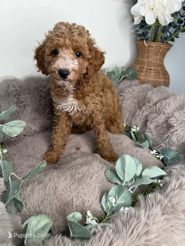 Delilah Female Cockapoo Puppy – Cockapoo puppy for sale in Glen Allen, VA