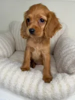 “Honey” Female Cocker Spaniel Puppy , a female Cocker Spaniel for sale in Glen Allen, VA – 5 of 5