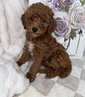 Royce, a male Miniature Goldendoodle for sale in Glen Allen, VA – 5 of 10