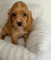 Winnie, a male Cocker Spaniel for sale in Glen Allen, VA – 4 of 6