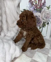 Royce, a male Miniature Goldendoodle for sale in Glen Allen, VA – 7 of 10