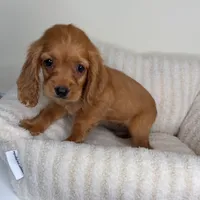 “Honey” Female Cocker Spaniel Puppy , a female Cocker Spaniel for sale in Glen Allen, VA – 3 of 5