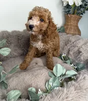 Delilah Female Cockapoo Puppy, a female Cockapoo for sale in Glen Allen, VA – 5 of 5
